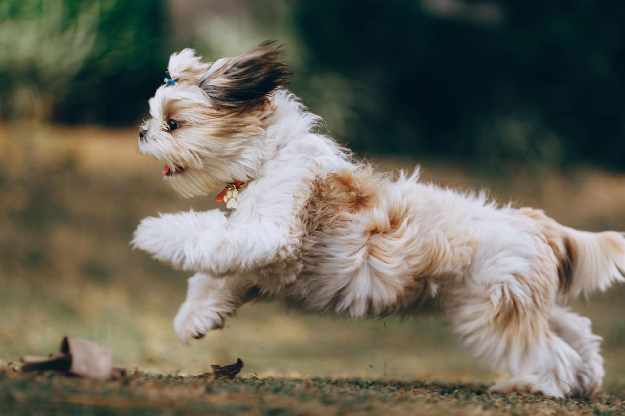 Hund am Rennen