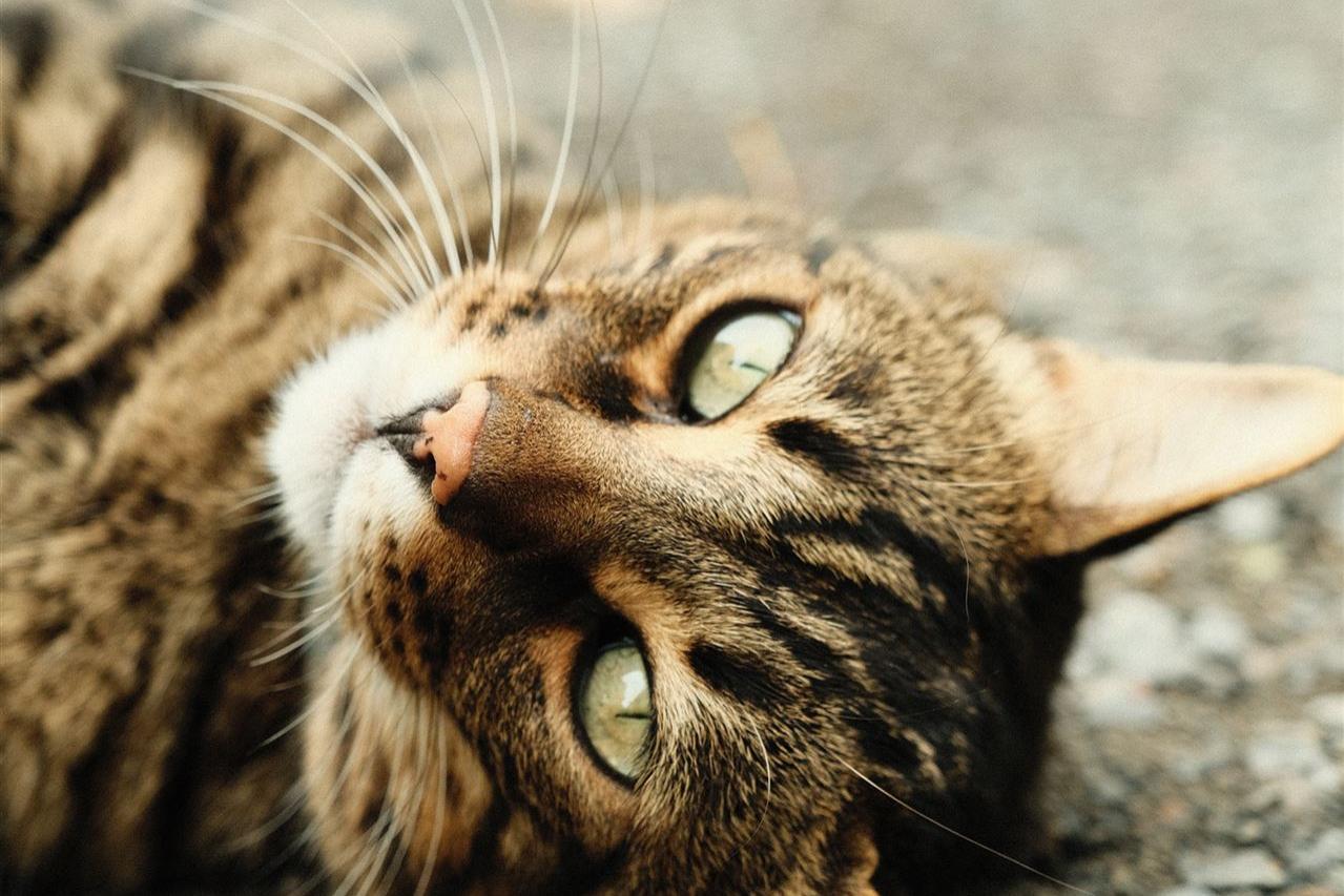 Katze liegt am Boden auf dem Rücken